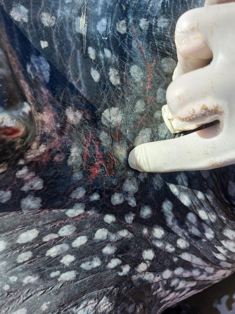 Tortuga Laúd encontrada muerta el 13 de febrero en Costa Azul, con heridas provocadas por interacción con redes de pesca.