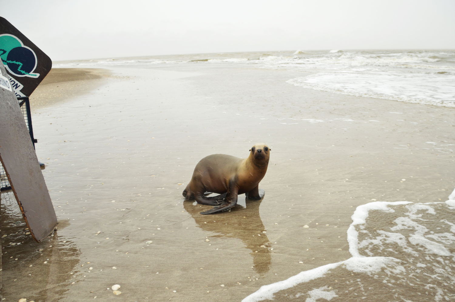 En león marino en la costa de Punta Rasa. Fotógrafo: Cristian Herrera. 