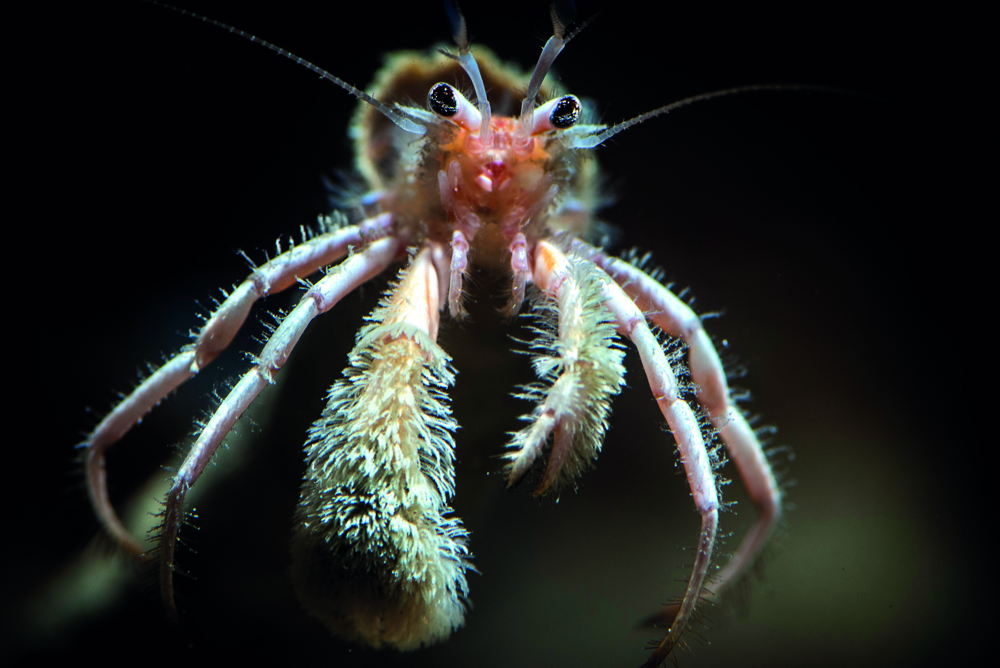 Afl 2: The Deep - (c) BBC
