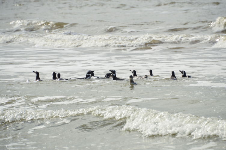 Reinserción de 15 Pingüinos