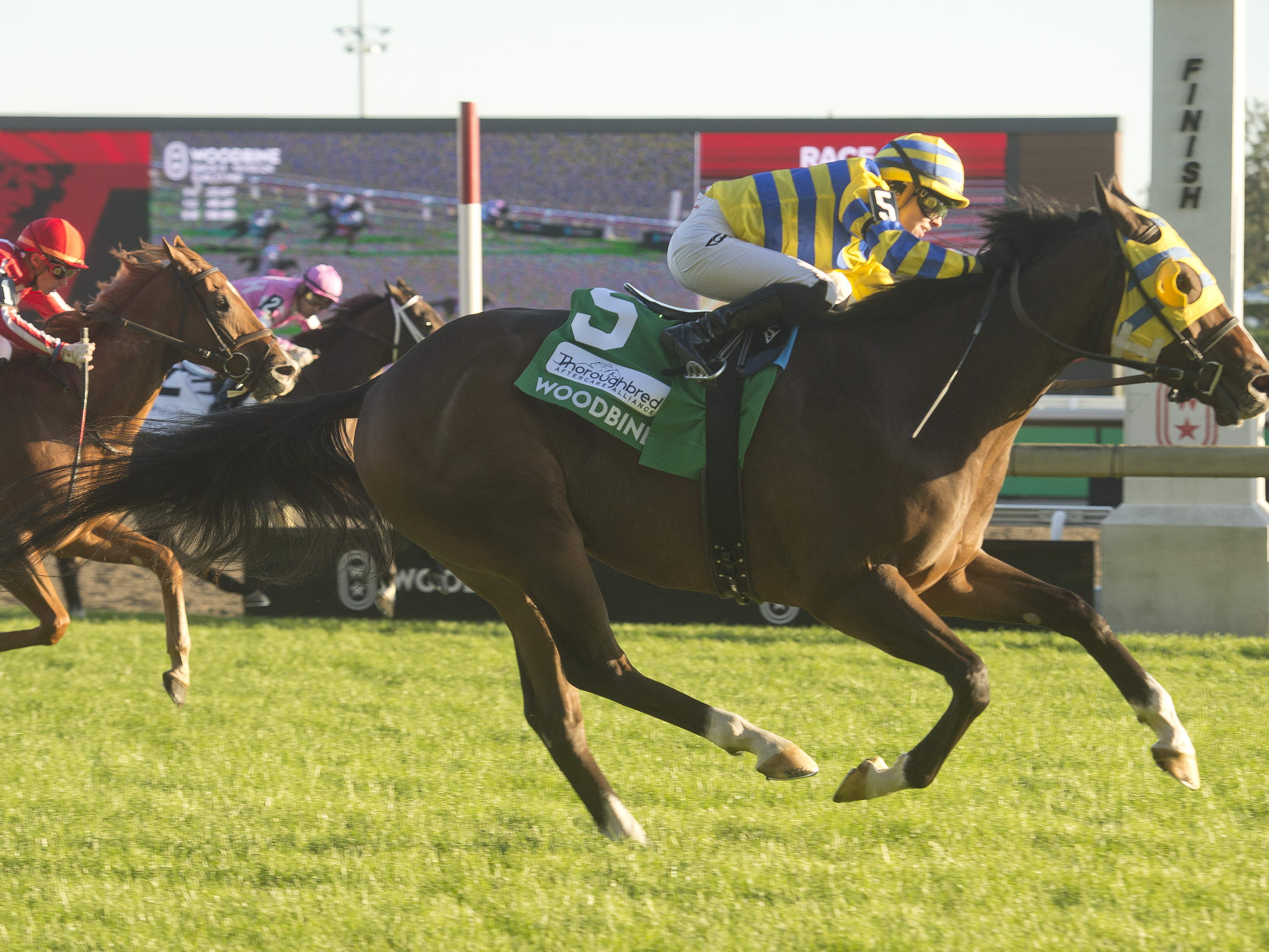 Patches O’Houlihan, Canada’s reigning Horse of the Year, humanely euthanized