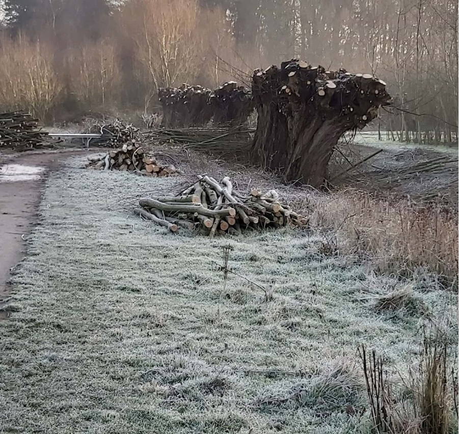 bomen knotten in de winter - aanvoer biomassa