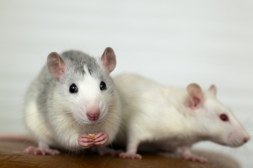 More maths, fewer mice: web tool helps reduce lab animal use