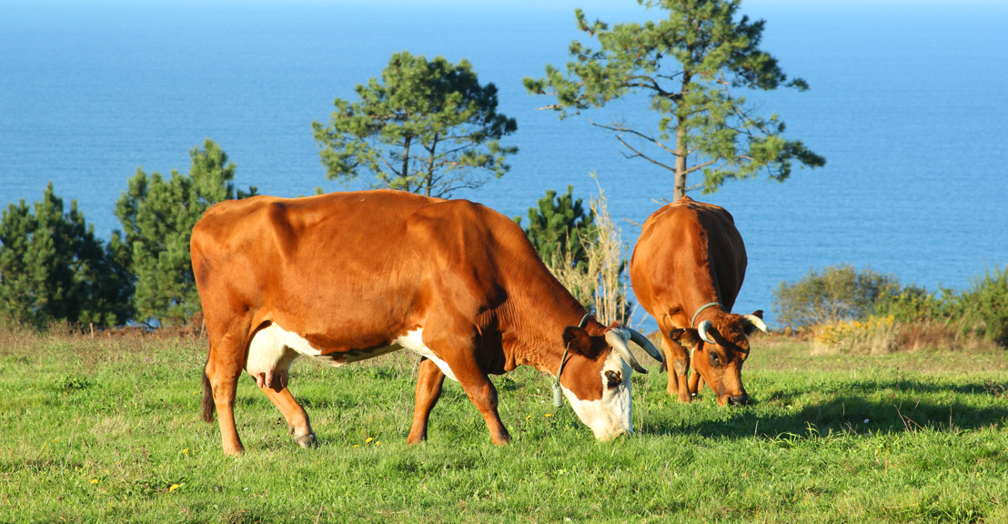 Intraregional Trade: Saint Vincent and the Grenadines to Export Largest Single Shipment of Livestock to Grenada