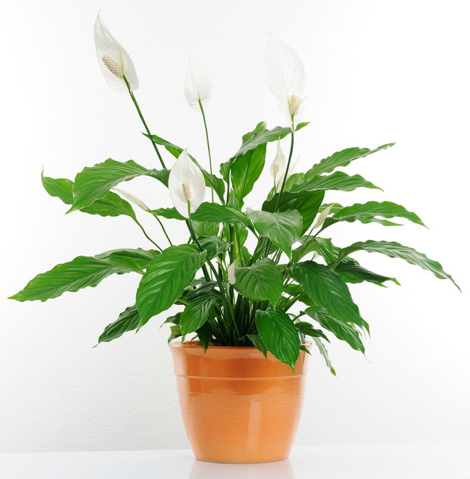 Peace Lily Spathiphyllum 