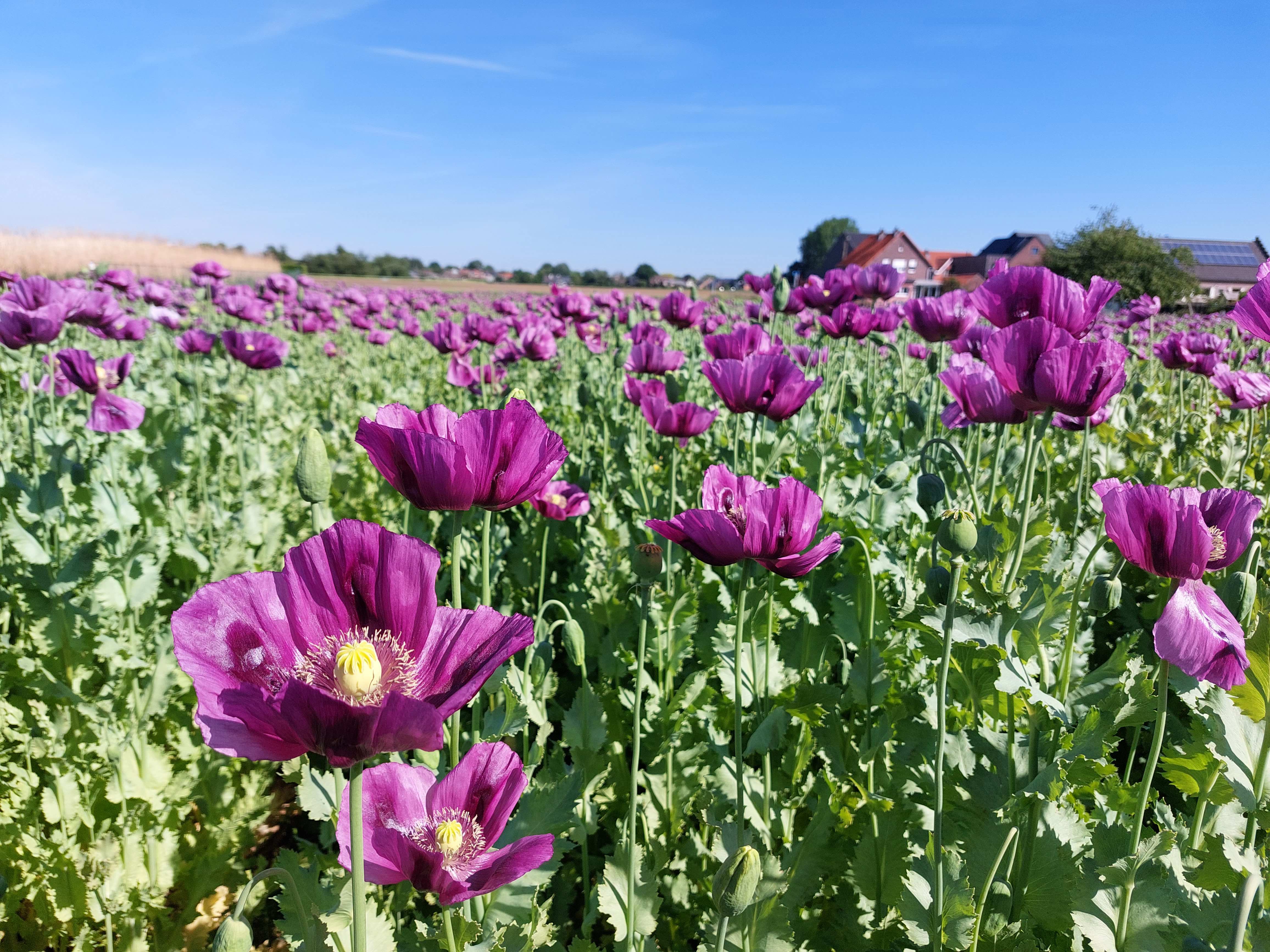 Blauwmaanzaad kan dienen voor brood en gebak, huidverzorging en vernis. Blauwmaanzaad kan dienen voor brood en gebak, huidverzorging en vernis.