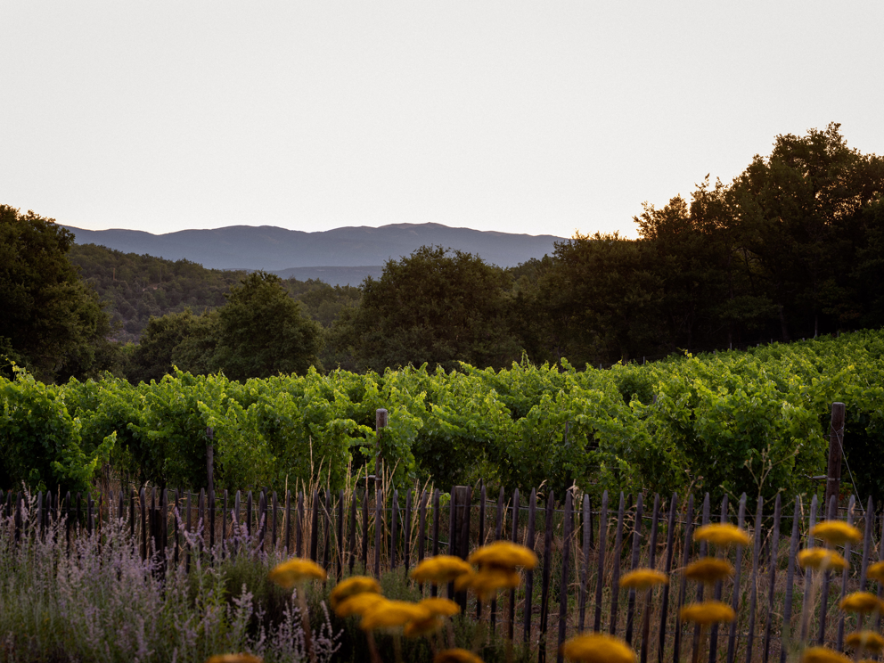 Les Davids in Provence: a unique place where wine meets art, architecture and nature