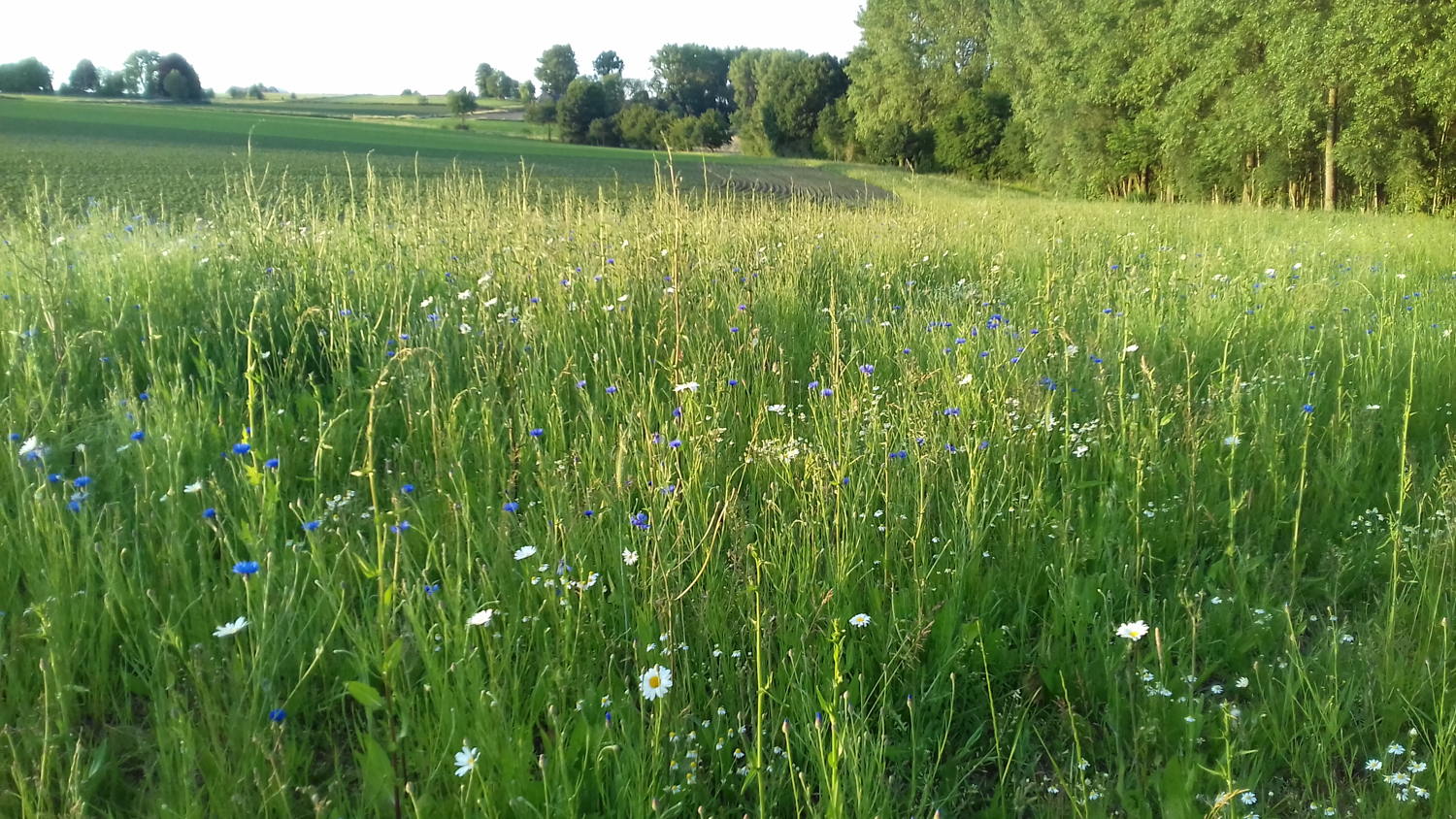 bloemenstrook