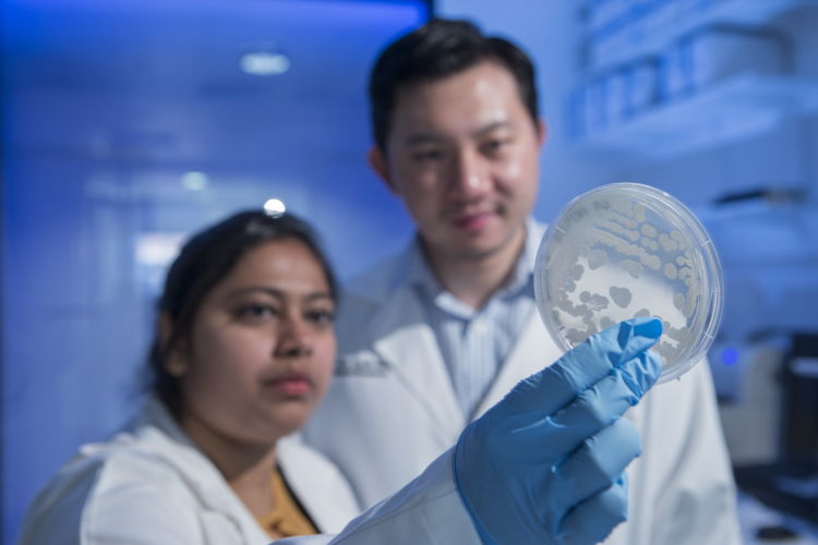 ANU researchers Anukriti Mathur and Dr Si Ming Man from The John Curtin School of Research examine bacteria that causes food poisoning. The researchers hope their work will lead to improved outcomes for patients. Credit: Lannon Harley, ANU