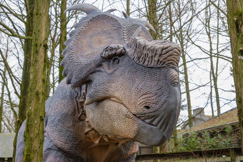 Pachyrhinosaurus 