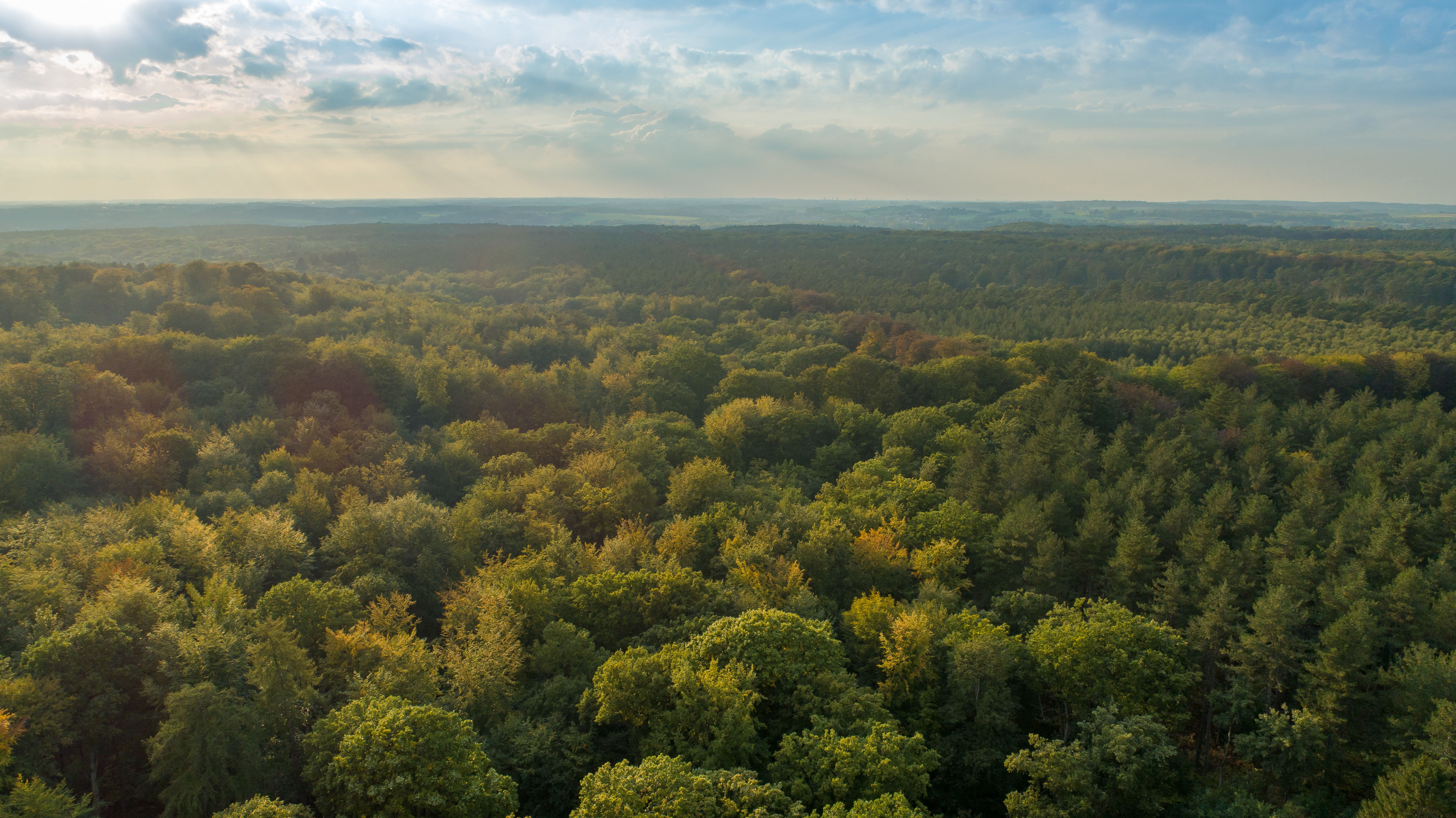 Brabantse Wouden telt de grootste oppervlakte eeuwenoud bos van Vlaanderen