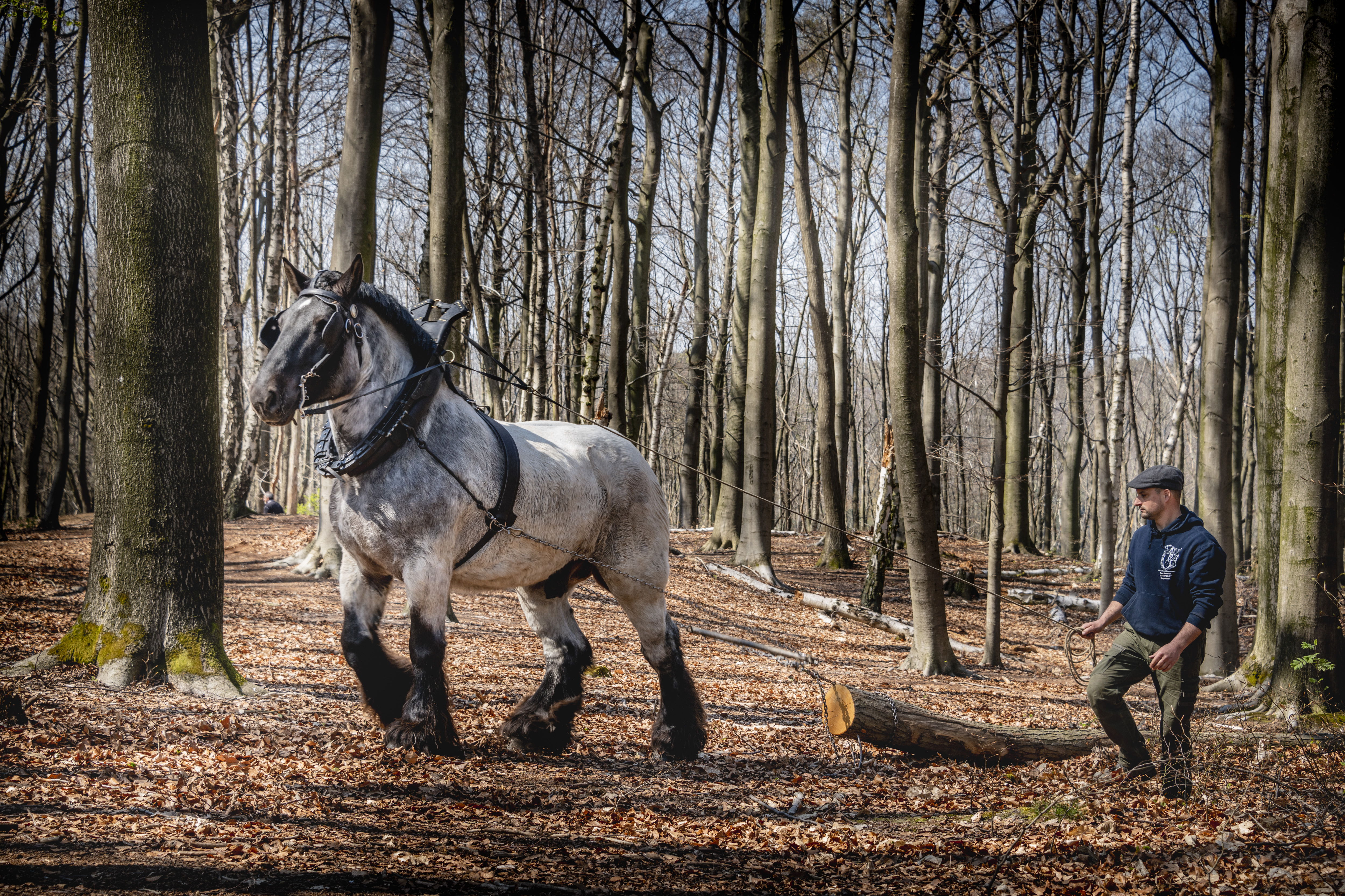 Brabants trekpaard actief in de bosbouw (copyright: Lander Loeckx)