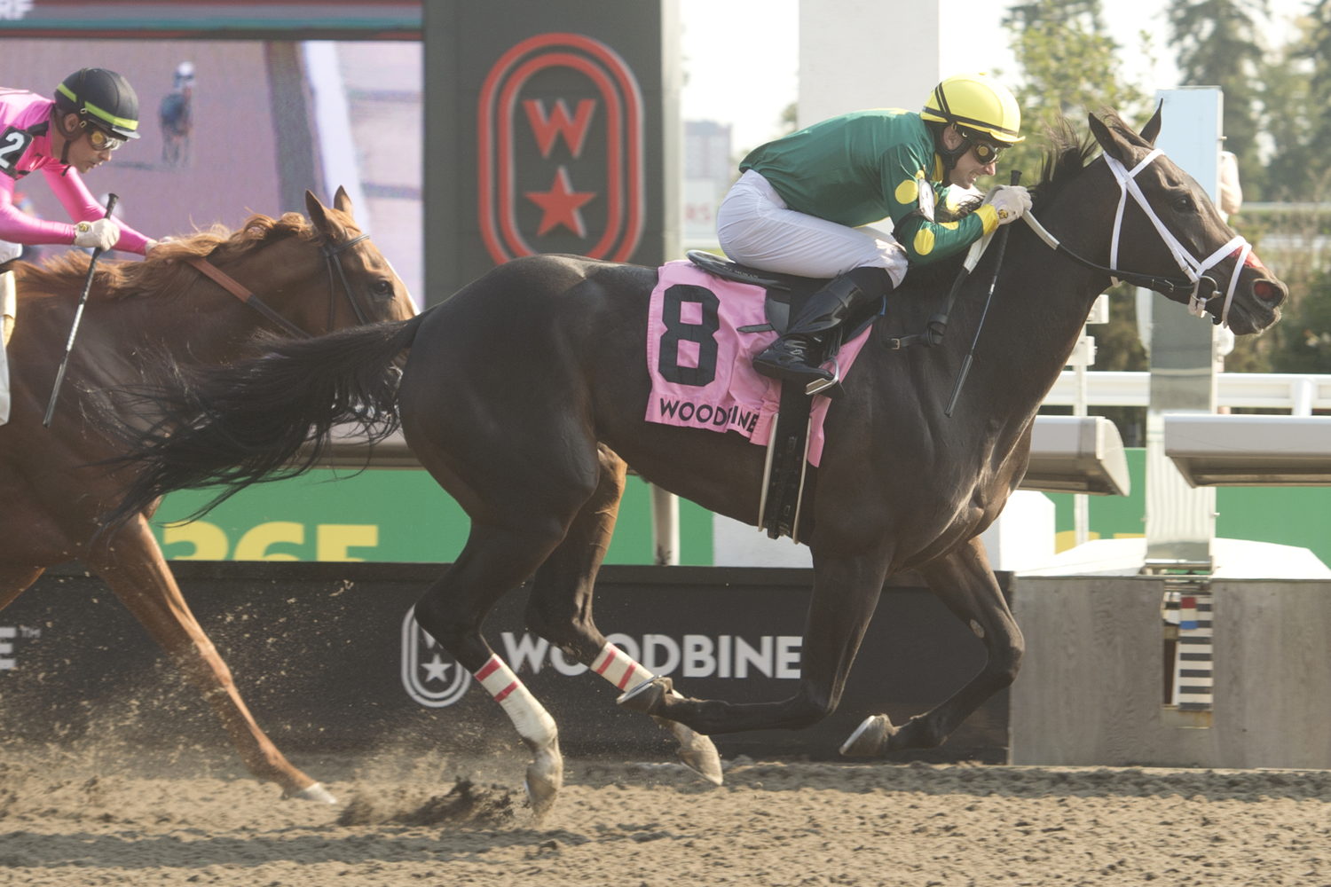 Fashionably Fab and jockey David Moran winning the Ontario Matron Stakes (G3) on September 14, 2024 at Woodbine (Michael Burns Photo)