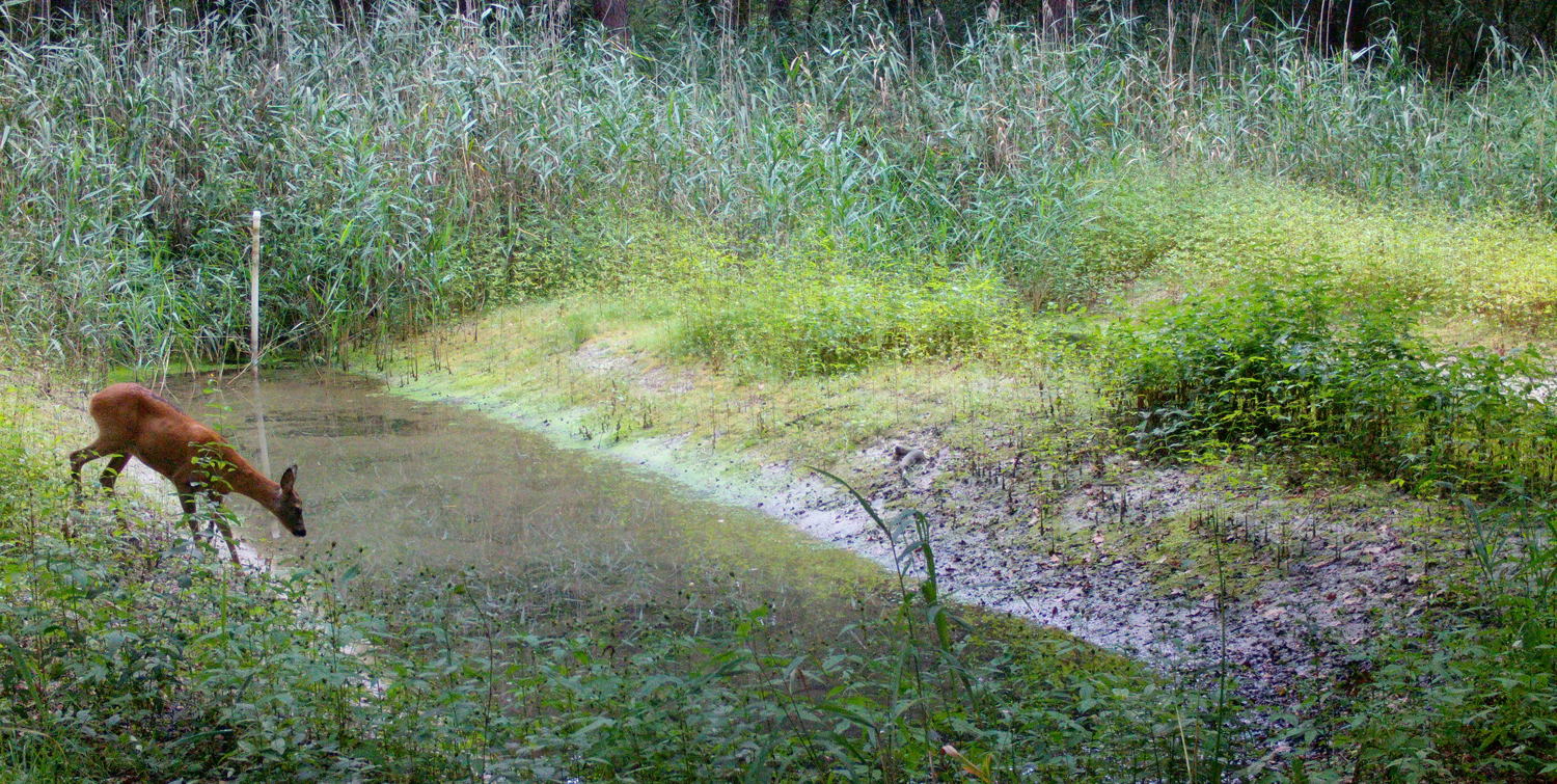 Ree in de Hospicebossen