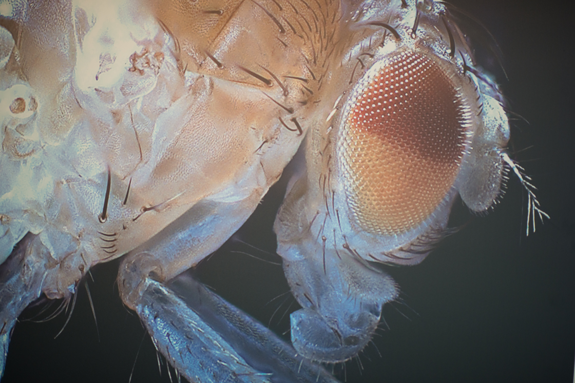 The fruit fly: tiny research hero now fully mapped