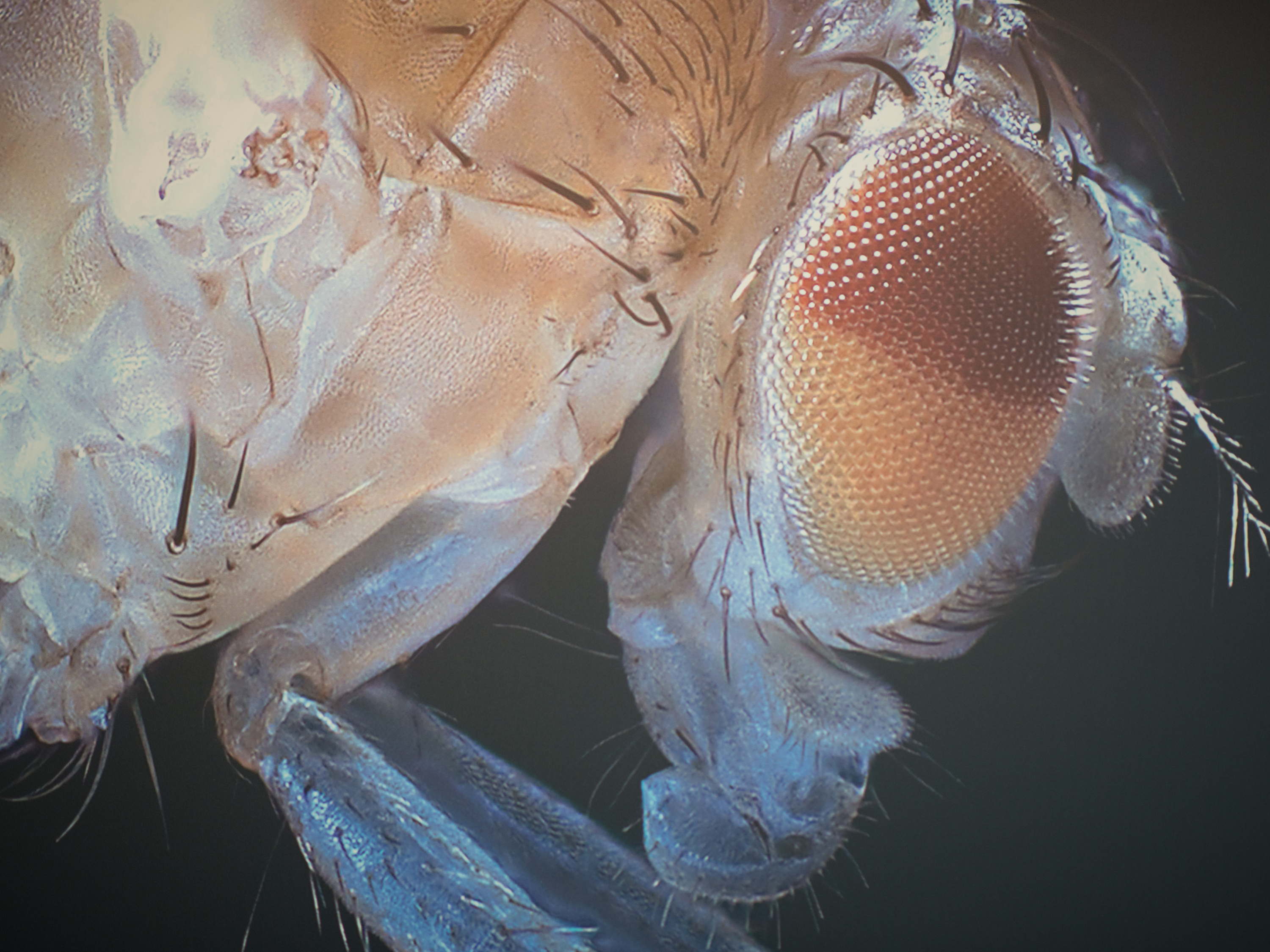 The fruit fly: tiny research hero now fully mapped