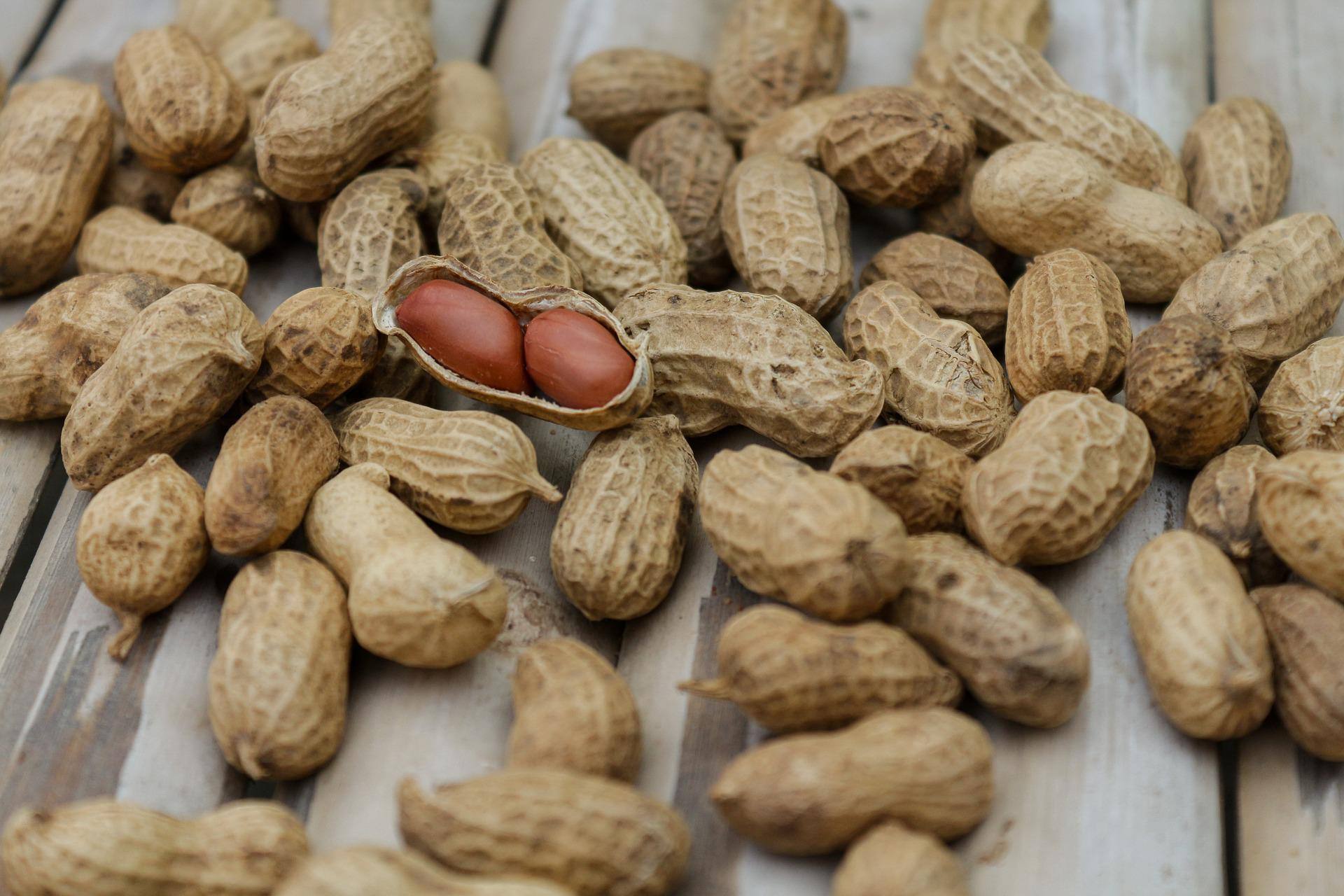In a first, ICRISAT uses X-ray to assess peanuts' quality