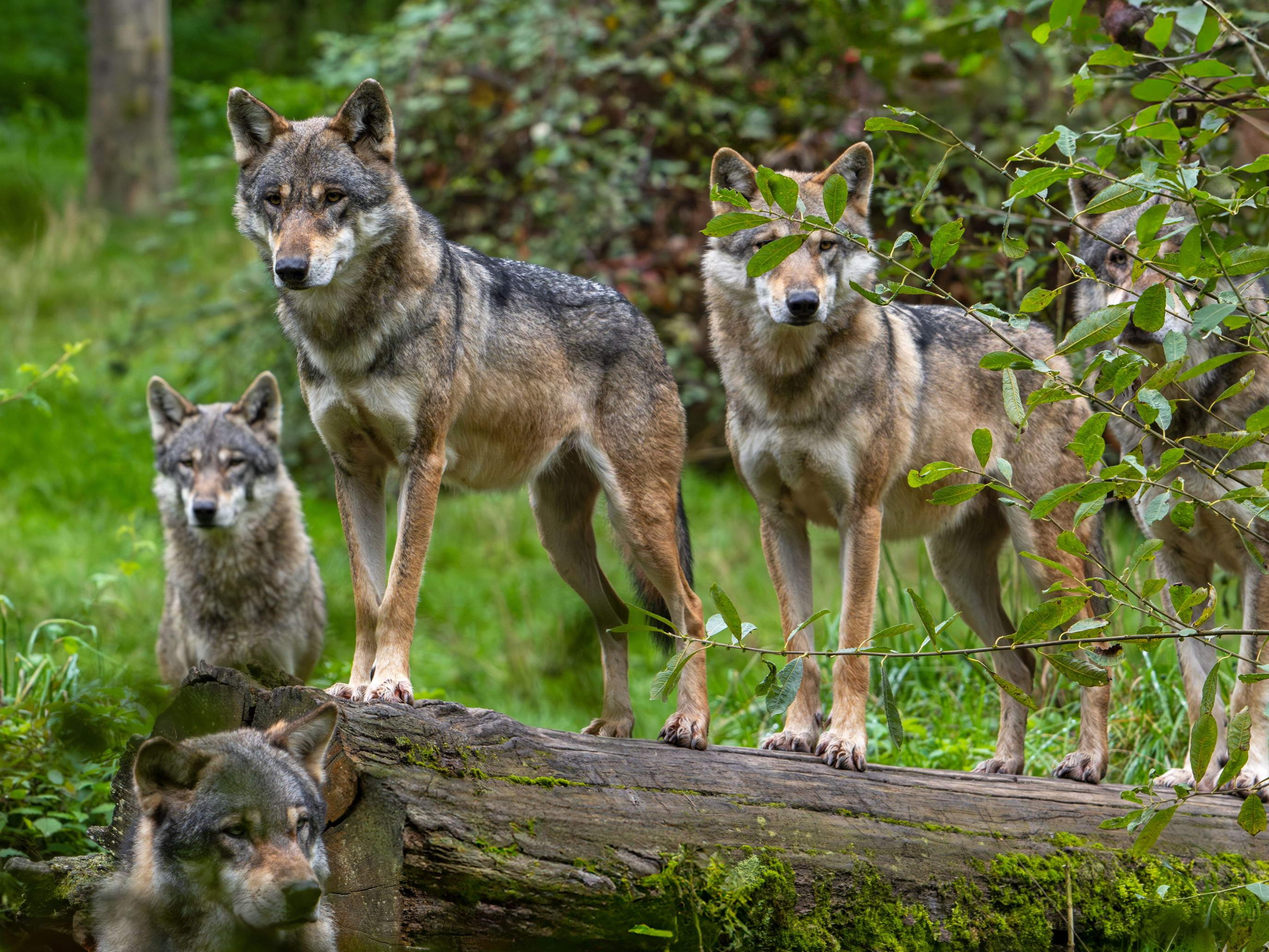 Who should adapt: the wolf or us?