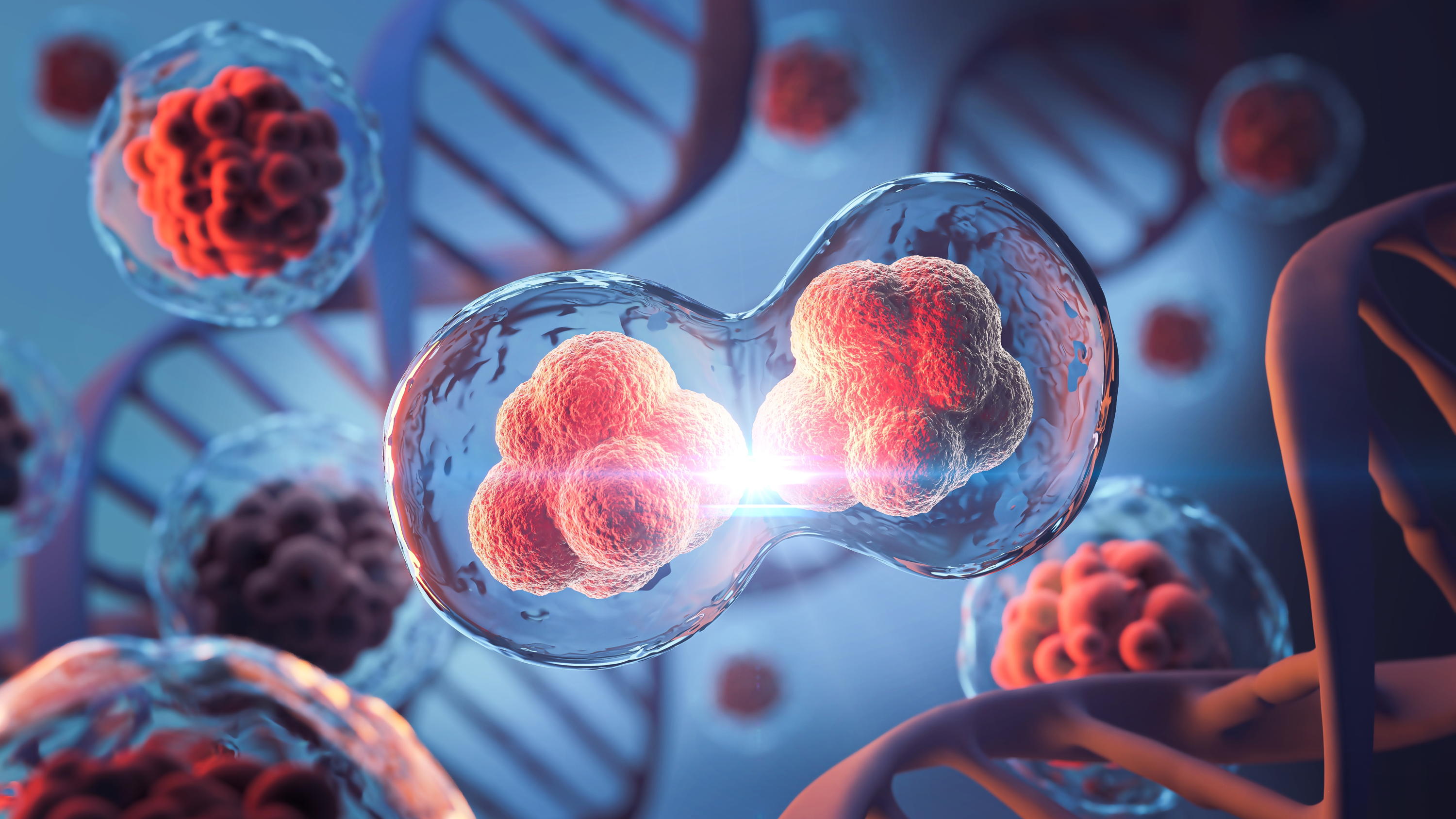 Hoe een embryo informatie decodeert: onderzoek onthult verrassend principe achter celontwikkeling