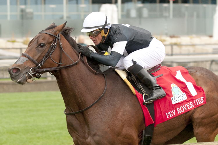 Fev Rover (IRE) and jockey Javier Castellano winning the E.P.Taylor Stakes on October 8, 2023 at Woodbine (Michael Burns Photo) Fev Rover (IRE) and jockey Javier Castellano winning the E.P.Taylor Stakes on October 8, 2023 at Woodbine (Michael Burns Photo)
