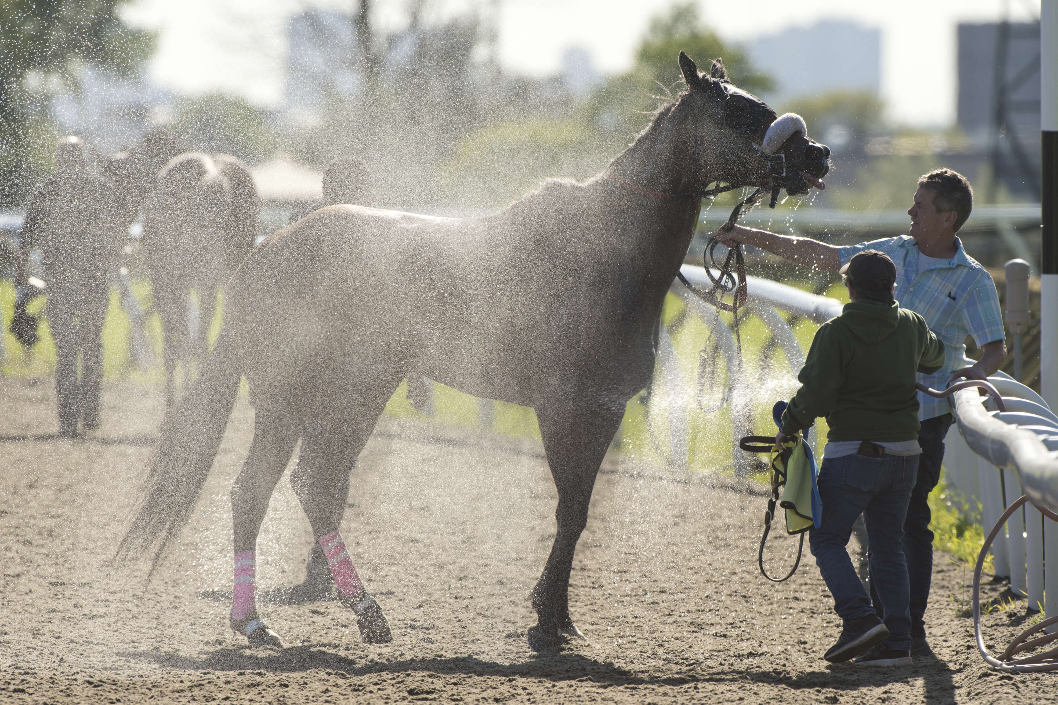 Woodbine pushes Sunday post time to 4 p.m. 