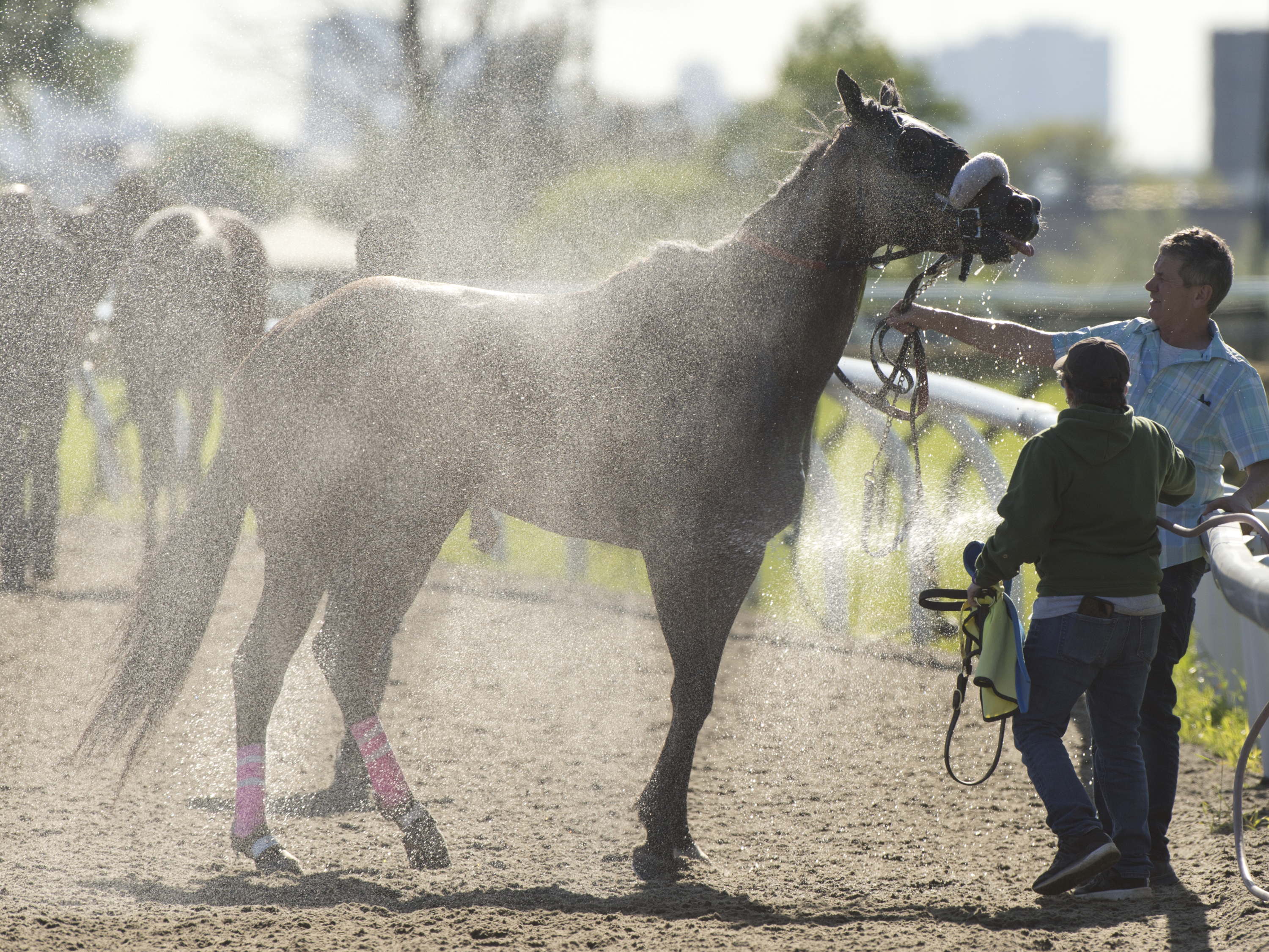 Woodbine pushes Sunday post time to 4 p.m. 