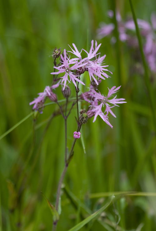 Zeldzame echte koekoeksbloem in Rijvissche - vzw Natuurpunt - copyright Benny Cottele