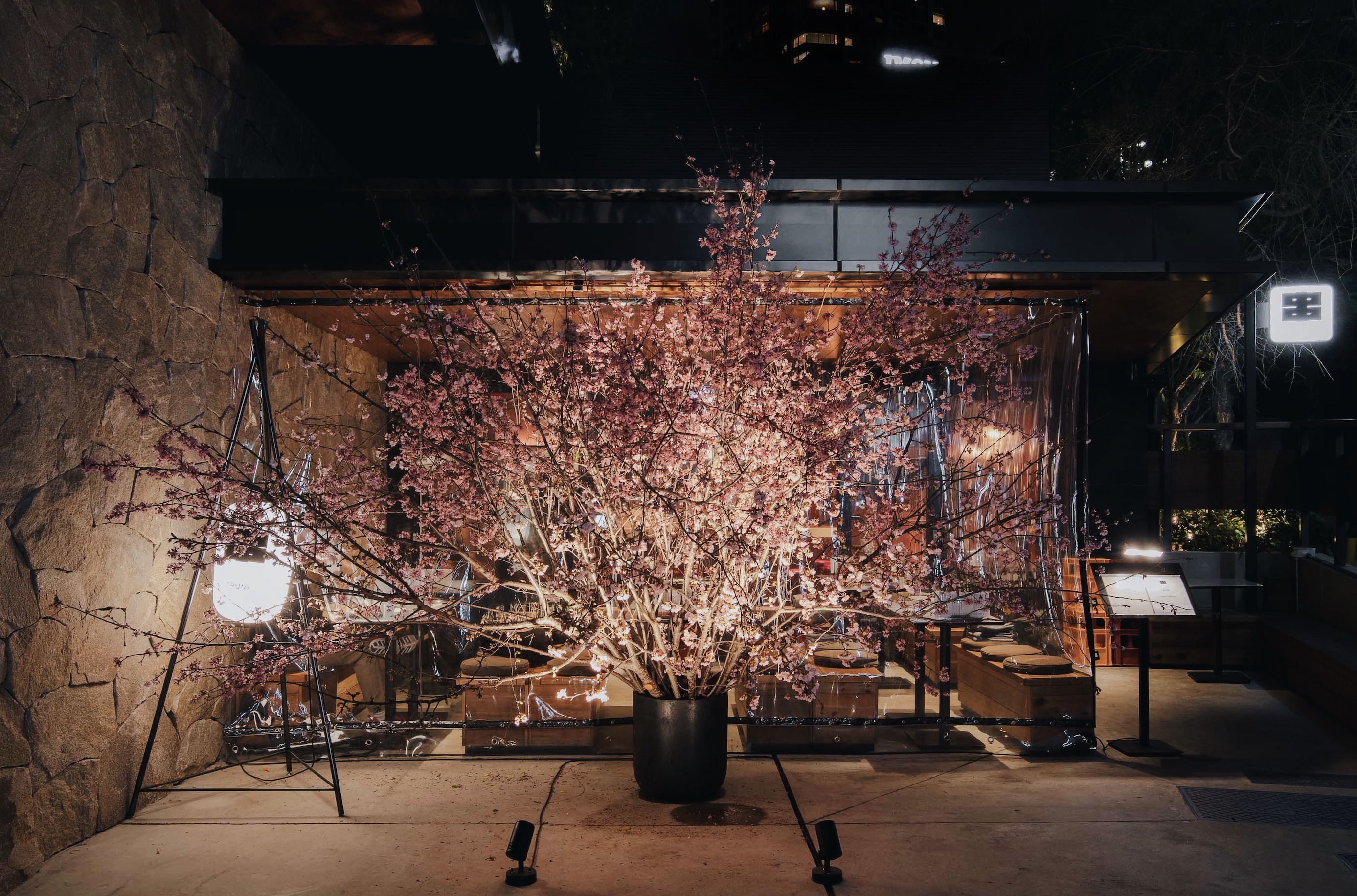 TRUNK(HOTEL) CAT STREET CELEBRATES CHERRY BLOSSOM SEASON