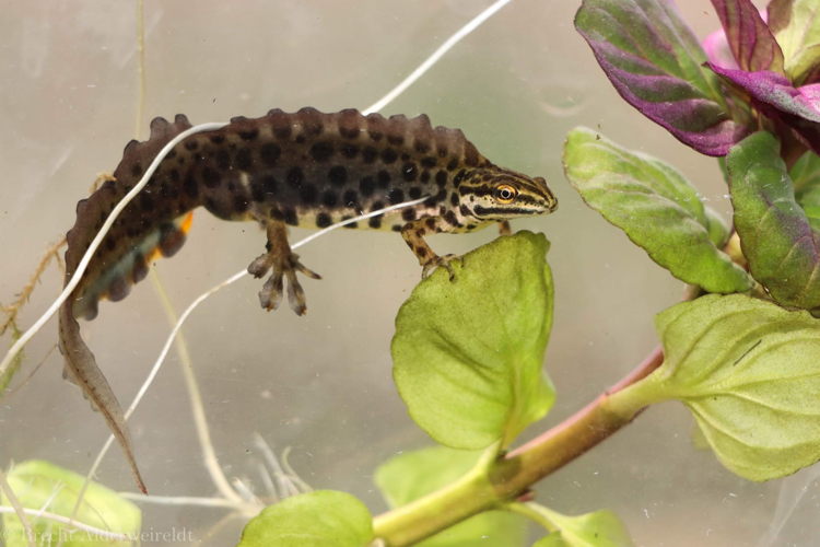 kleine watersalamander foto: Brecht Alderweireldt