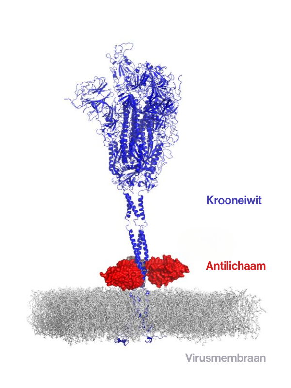 Hoe het antilichaam zich vastzet op de basis van het krooneiwit. Hoe het antilichaam zich vastzet op de basis van het krooneiwit.