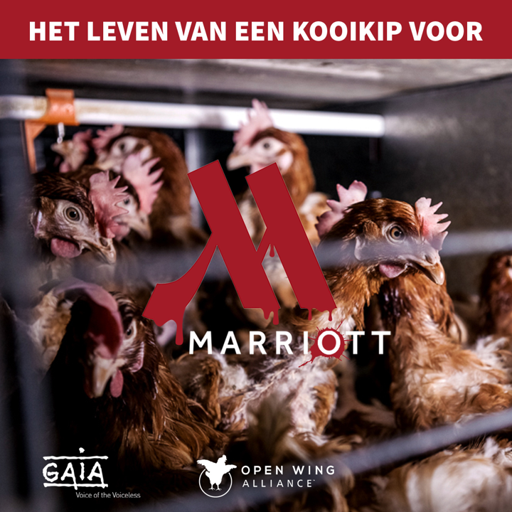 THL18-campaigns-OWA-marriott-FB-post 1 NL.jpg