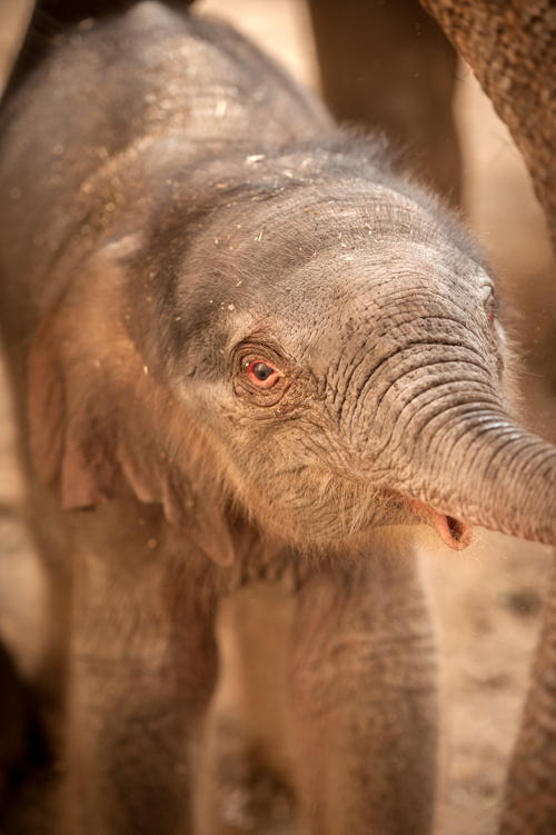 Copyright foto's: Zoo Antwerpen en Planckendael