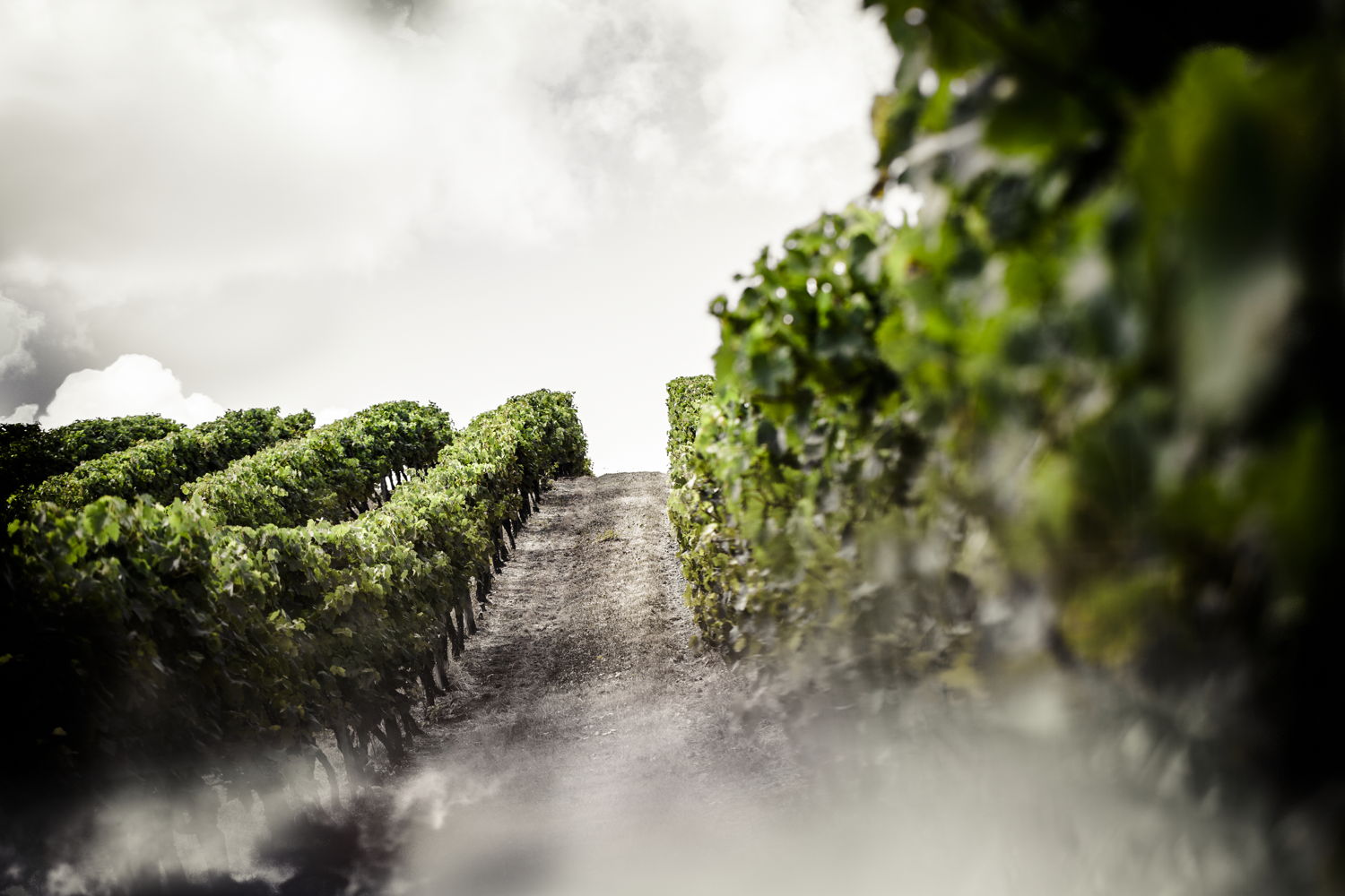 Viñedo