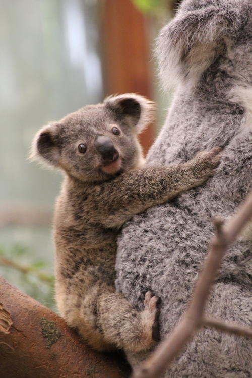 Koala baby Planckendael (aflevering 1)