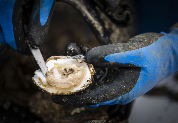 Nieuwe oogst Zeeuwse oesters