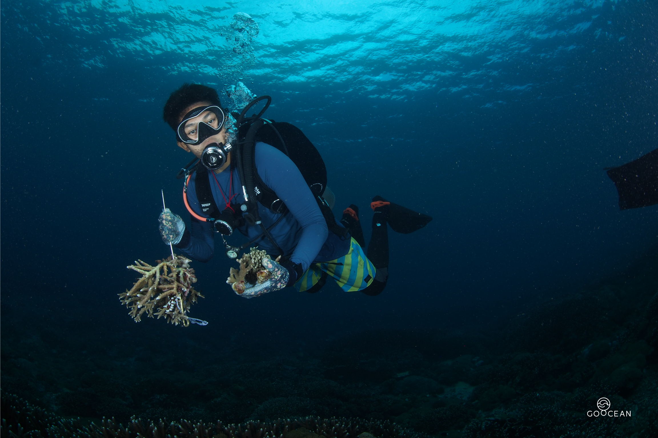 Het Belgische Go Ocean plant samen met LAGO nieuwe koraalriffen aan, zodat het onderwaterleven zich kan herstellen.