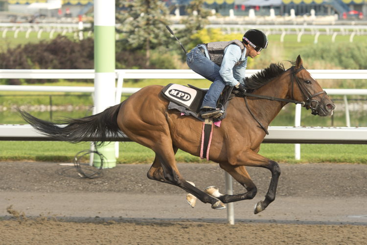 Tito's Calling training at Woodbine (Michael Burns Photo) Tito's Calling training at Woodbine (Michael Burns Photo)