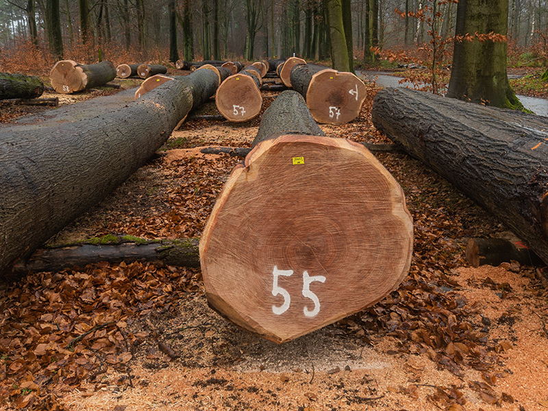 Trouwe klanten voor kwaliteitsvolle stammen op tweede Vlaams Houtpark