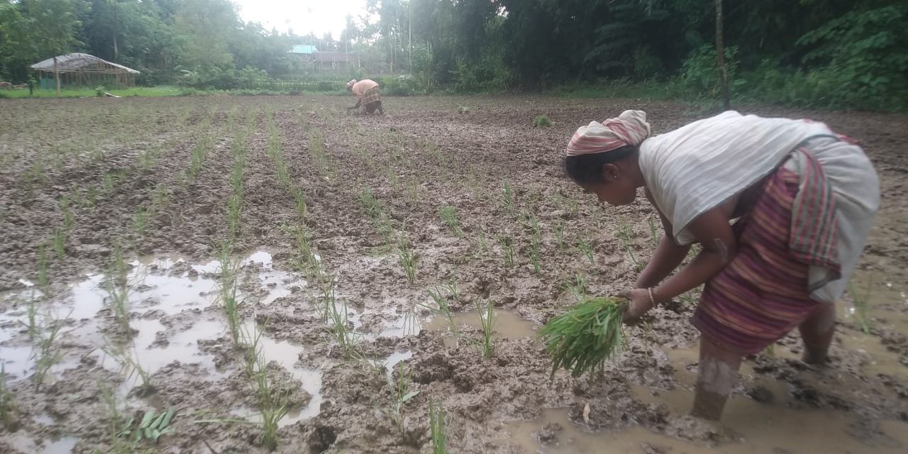 A farmer transplants finger millet at the Krishi Vigyan Kendra, Tinsukia.