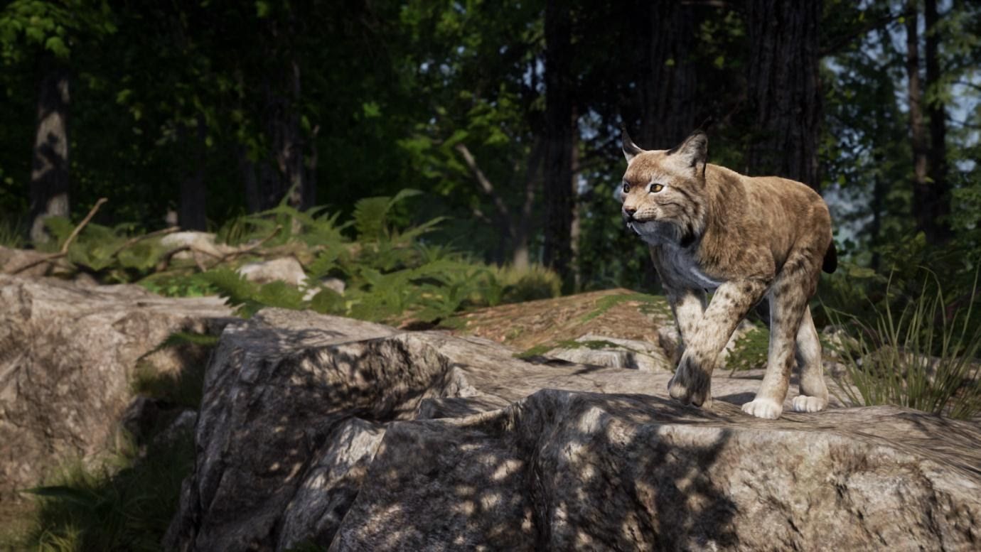 The Lynx - Adorable, fluffy and potentially very dangerous