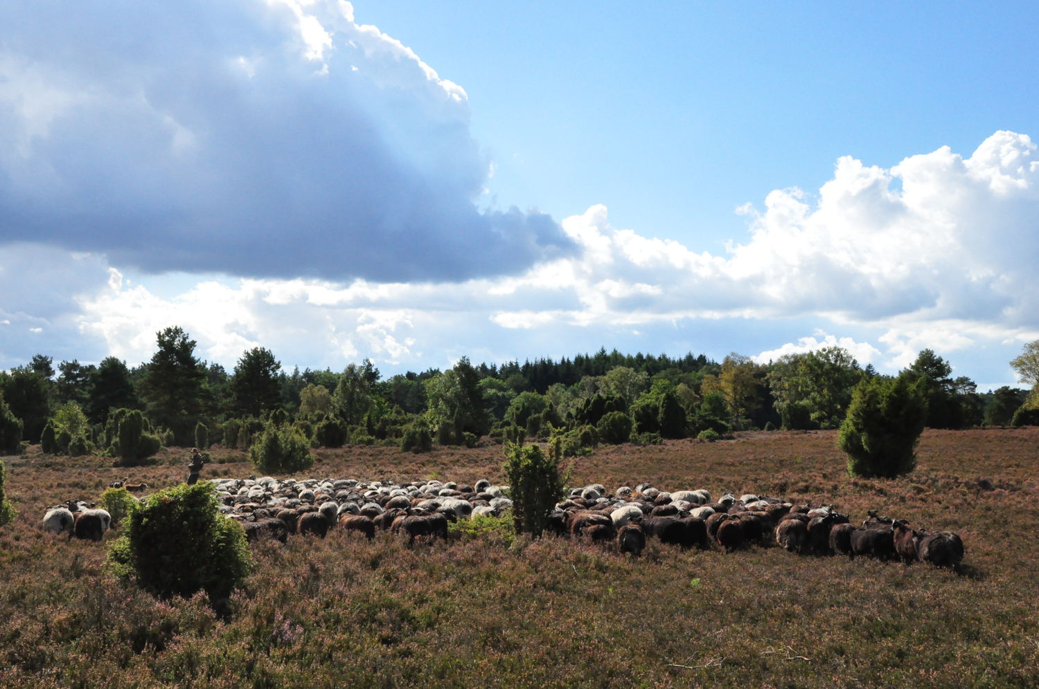Rehrhofer_Heide (c) Lüneburg Marketing GmbH _Mathias Schneider