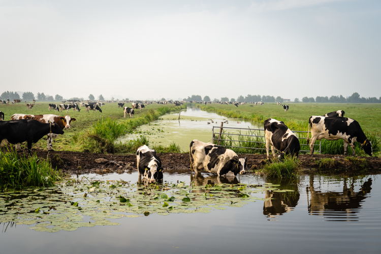 Cheese Valley © MooiBelicht Fotografie