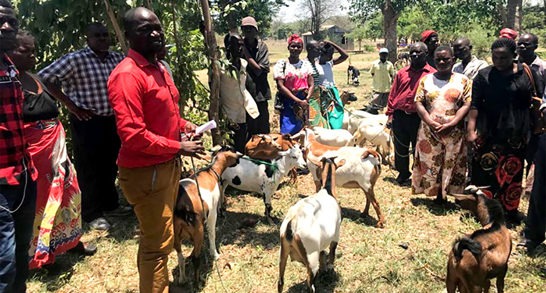 Kenyan pastoralists: how changing livestock markets could reduce conflict