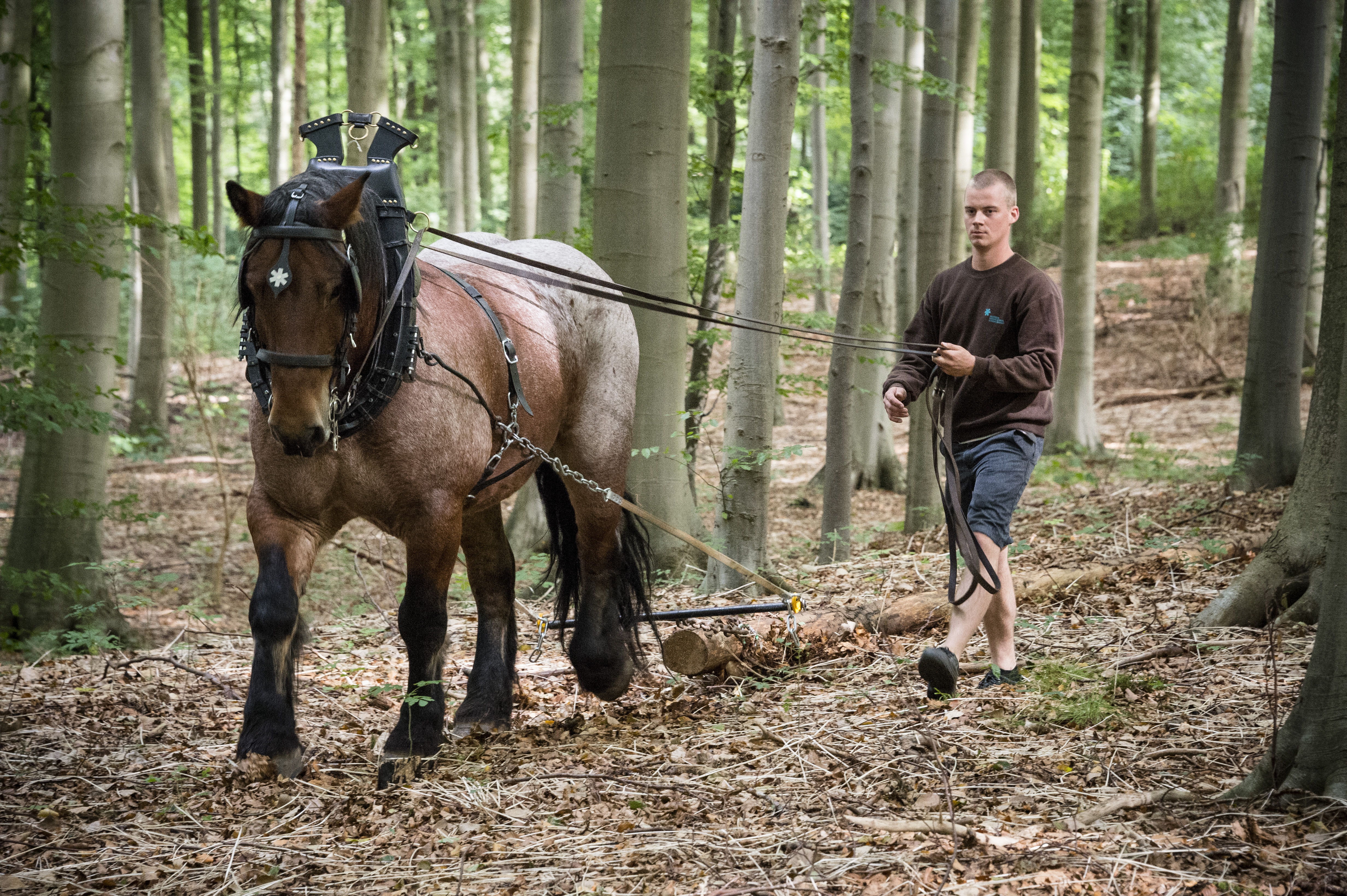 In het provinciedomein van Huizingen worden trekpaarden ingezet bij het groenonderhoud (copyright: Lander Loeckx)