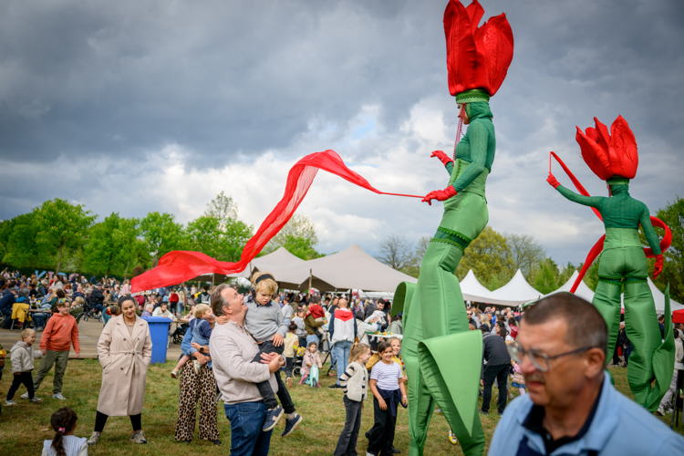 Tulpenpluk 2025, foto Wim Hadermann