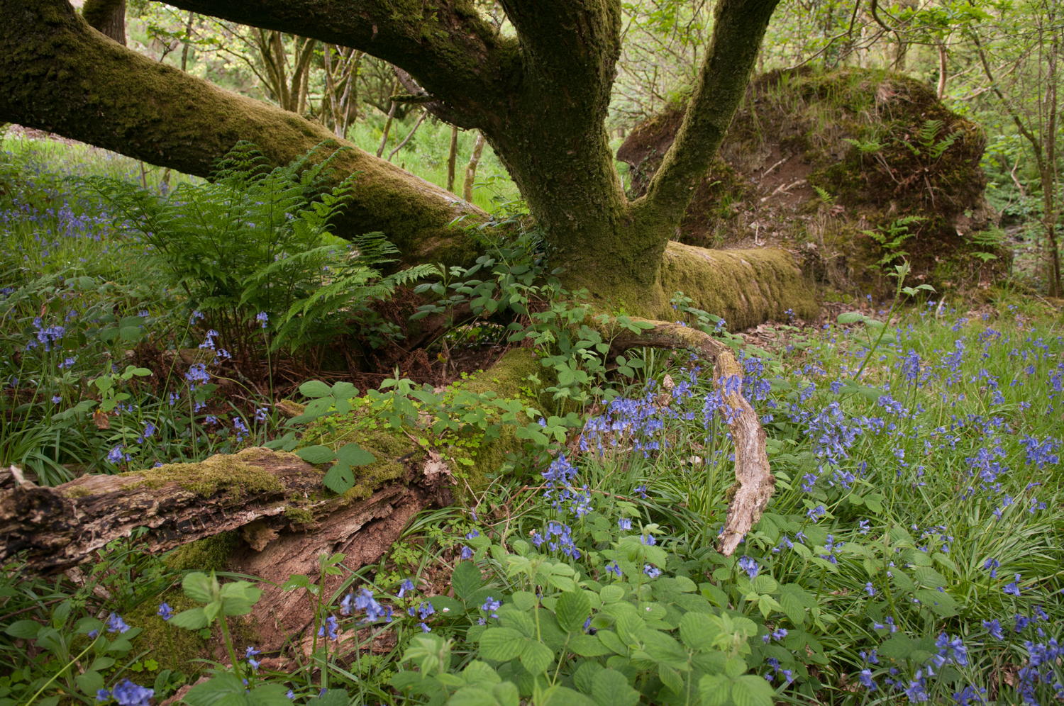 Burreken voorjaarsflora - copyright: Wim Dirckx