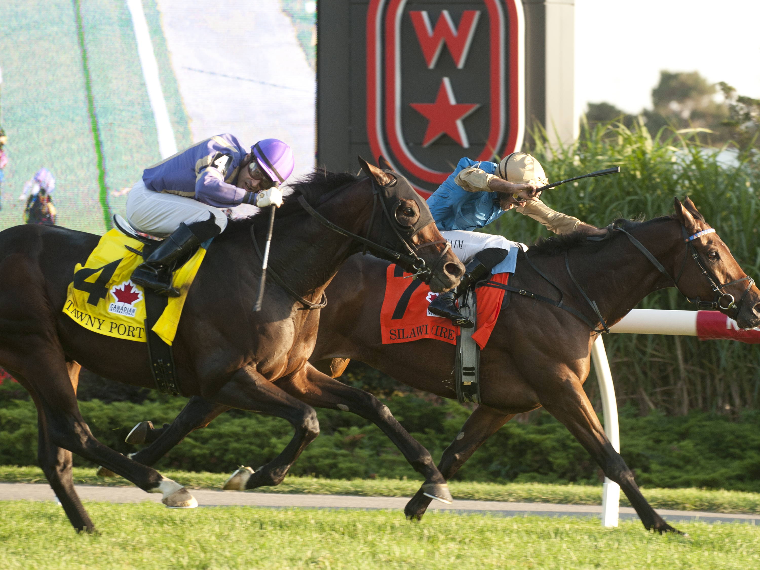 A nose for victory: Silawi (IRE) digs deep for thrilling Grade 1 Canadian International win