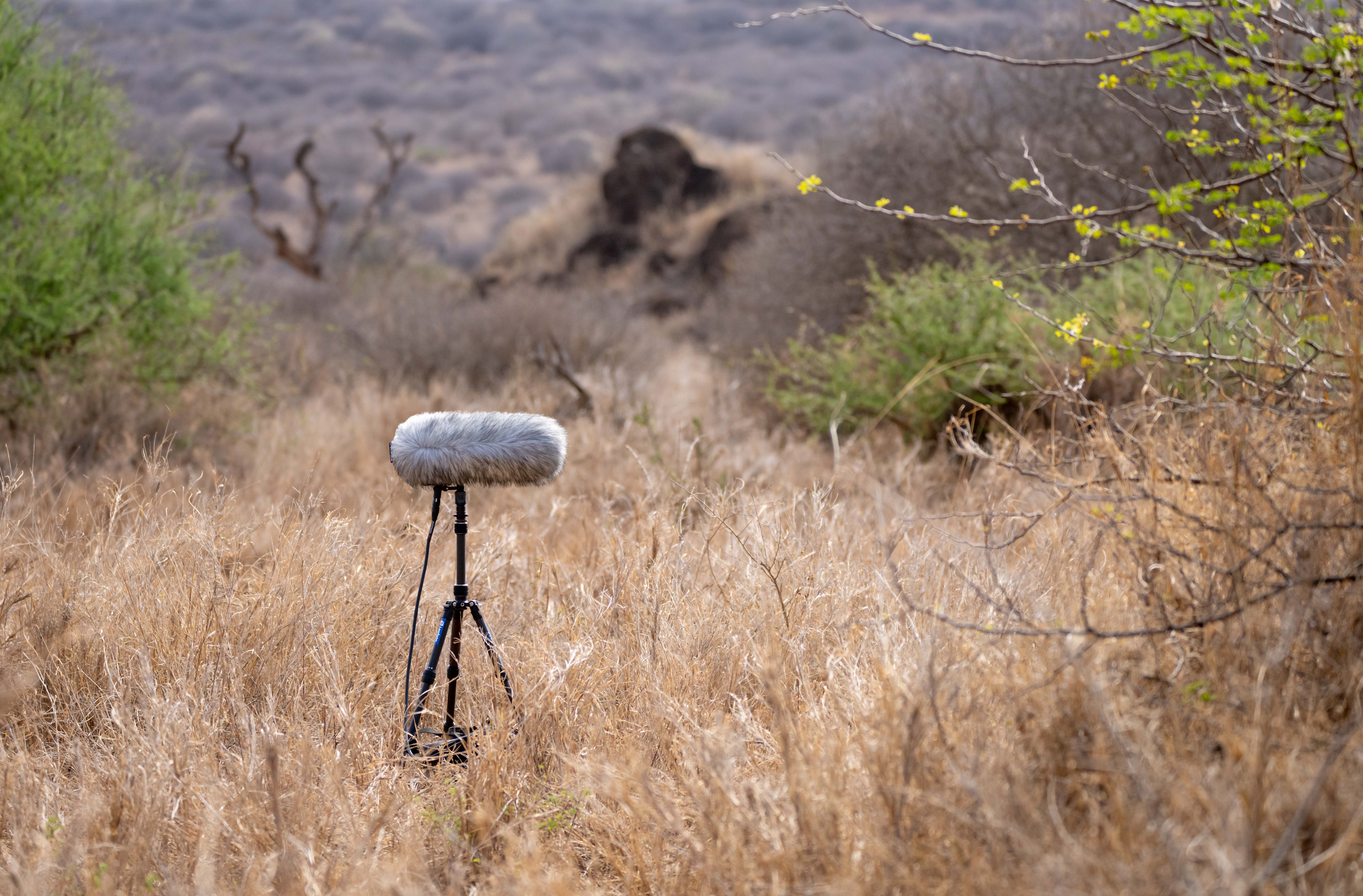 The MKH 8000 series mics are firm favourites with field recordists ​ (Picture courtesy of George Vlad)