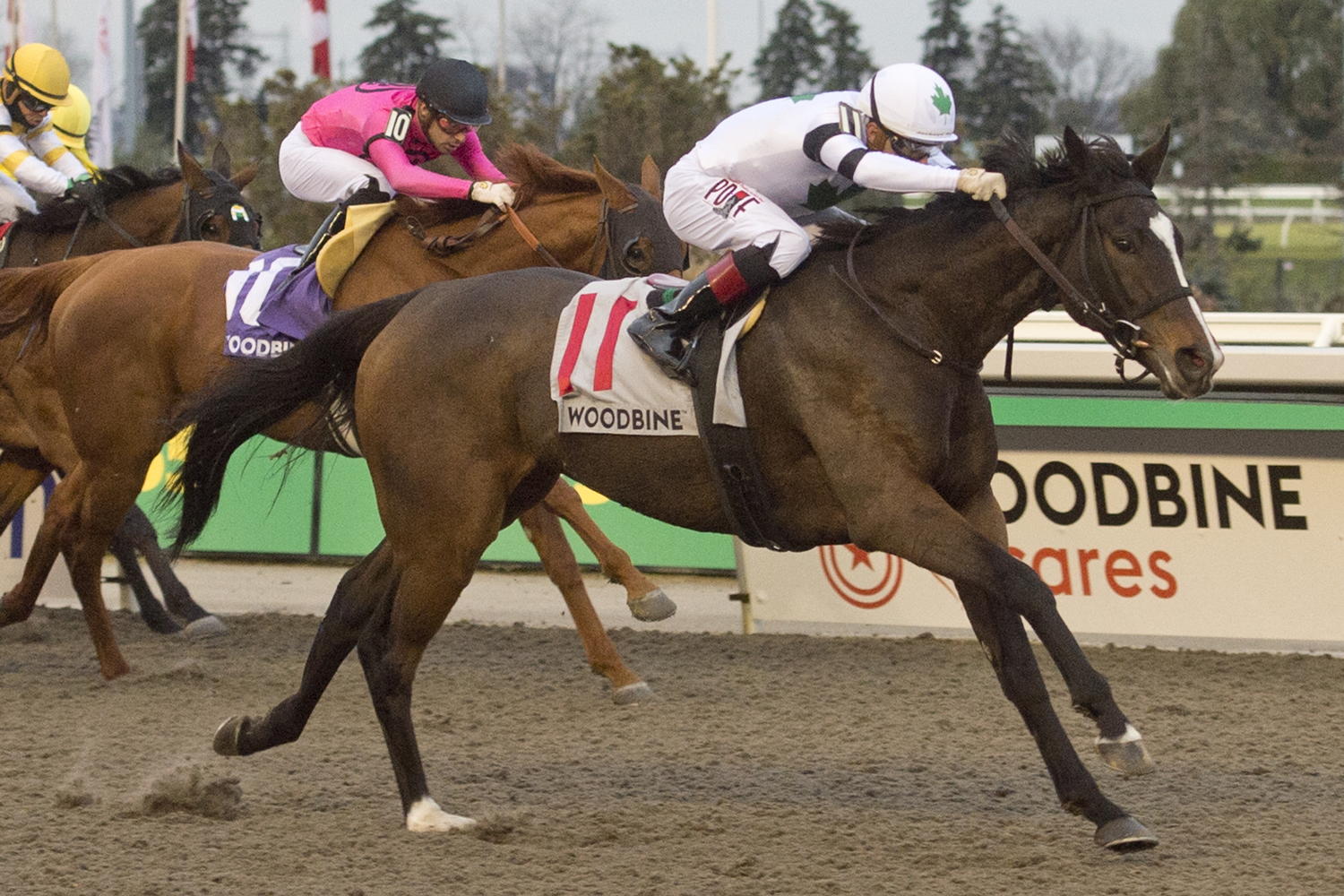 Millie Girl and jockey Rafael Hernandez winning the Maple Leaf Stakes on November 11, 2023 at Woodbine (Michael Burns Photo)