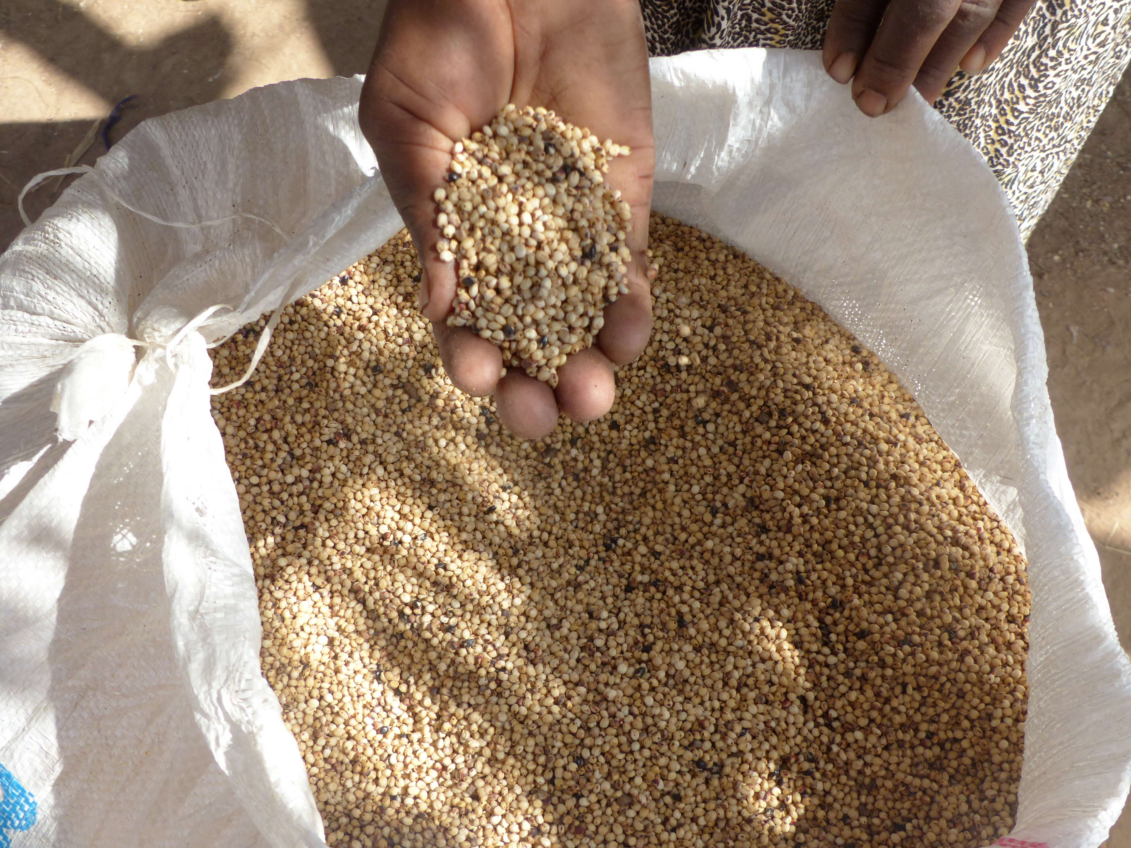 How Training Farmers to Produce Improved Seeds Helps Mitigate Food Insecurity in Conflict-Affected Sudan